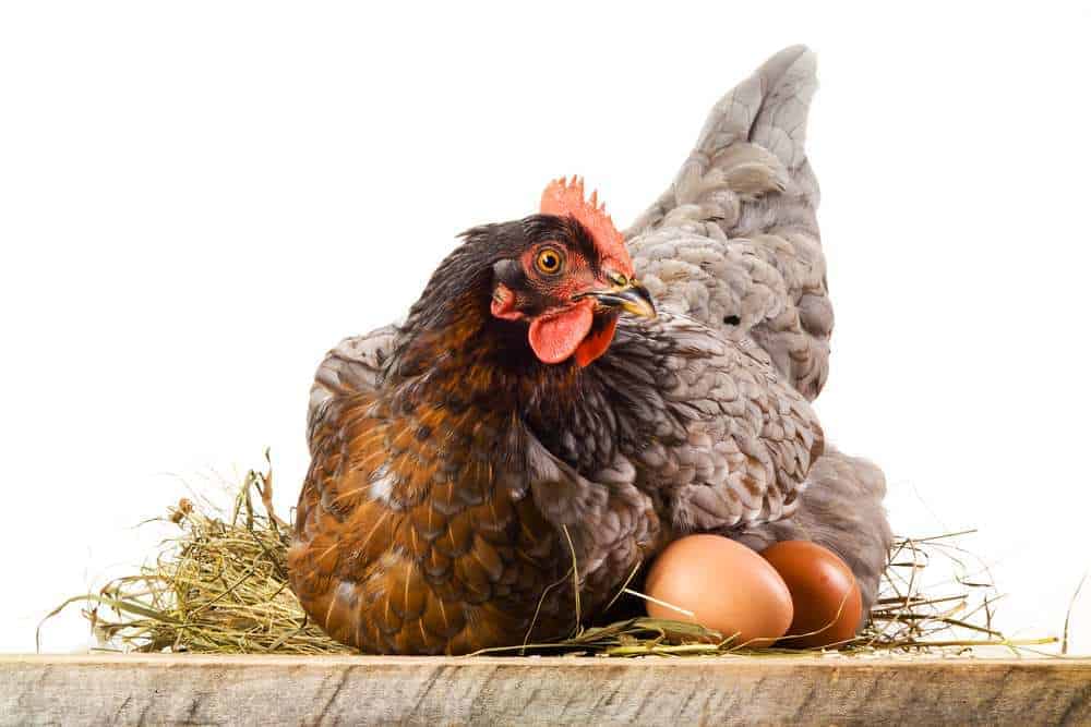 Can Chickens Eat Boiled Eggs?