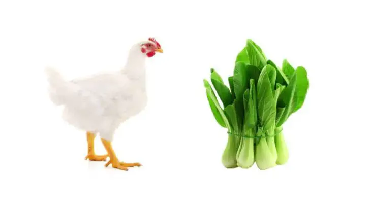 Can Chickens Eat Bok Choy?