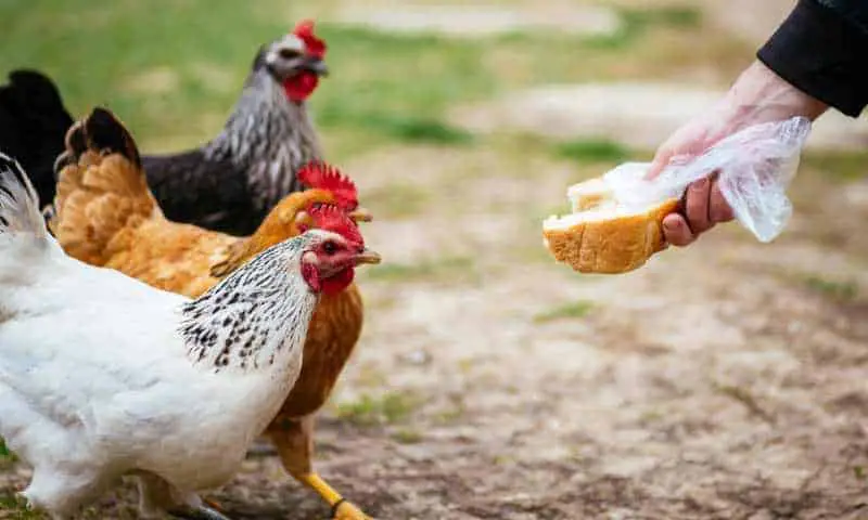 Can Chickens Eat Bread?