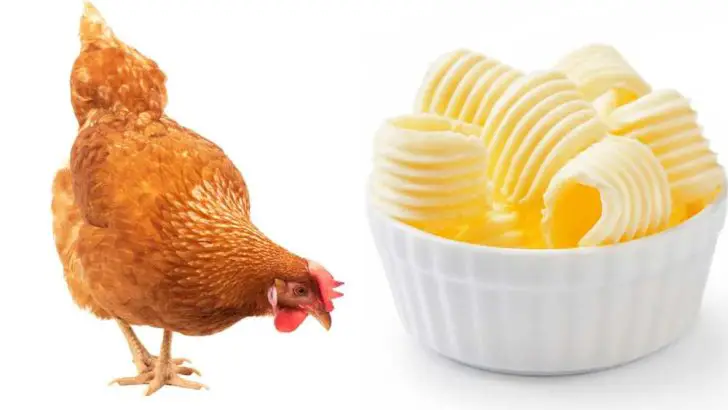 Can Chickens Eat Butter?