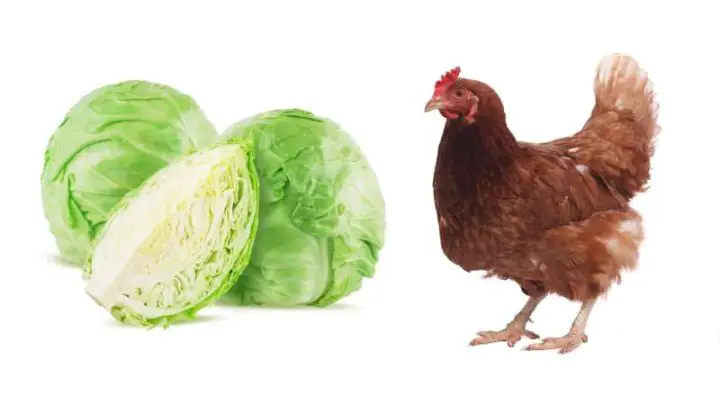 Can Chickens Eat Cabbage?
