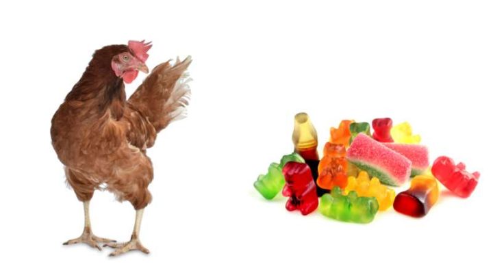 Can Chickens Eat Candy?