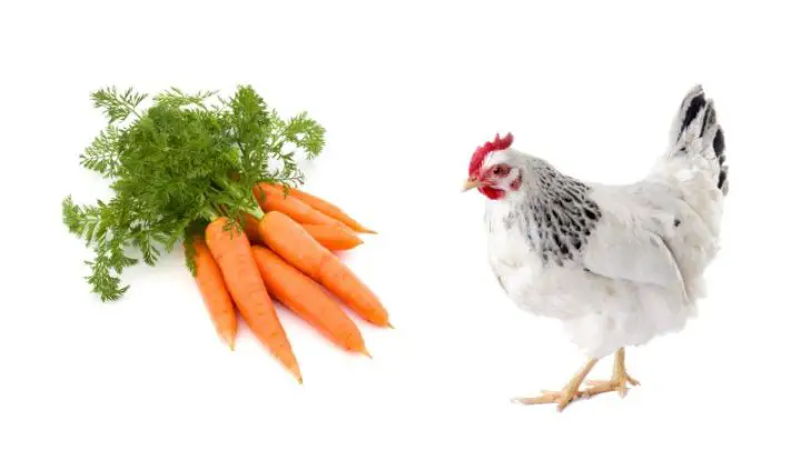Can Chickens Eat Carrots?