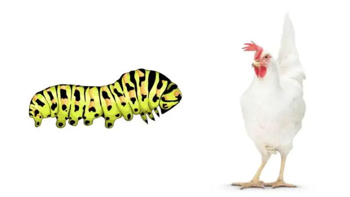 Can Chickens Eat Caterpillars?