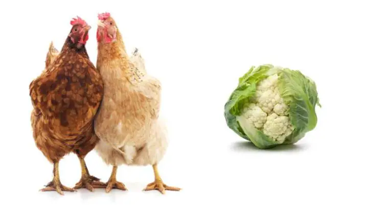 Can Chickens Eat Cauliflower?