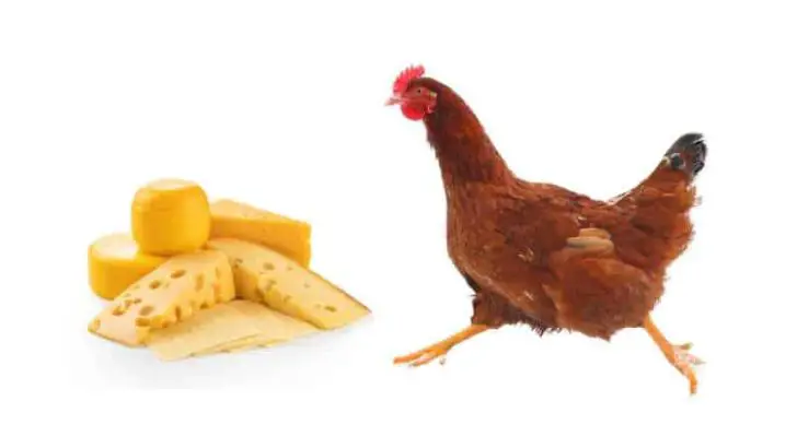 Can Chickens Eat Cheese?