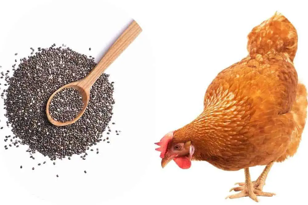 Can Chickens Eat Chia Seeds?