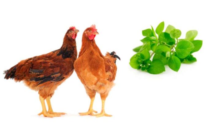 Can Chickens Eat Chickweed?