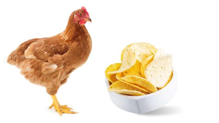Can Chickens Eat Chips?