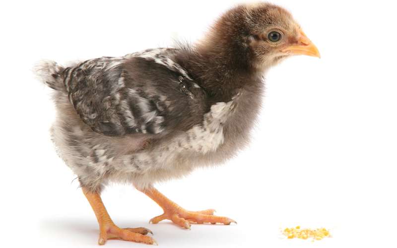 Can Chickens Eat Corn? Pet Diet Guide