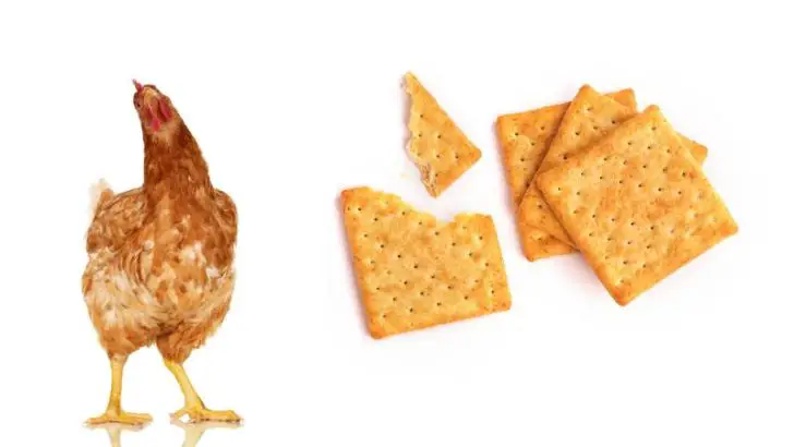Can Chickens Eat Crackers?