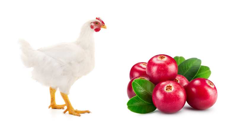 Can Chickens Eat Cranberries? Pros & Cons Explained