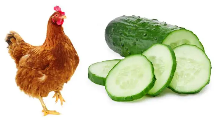 Can Chickens Eat Cucumbers?