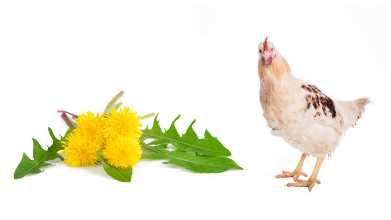 Can Chickens Eat Dandelions? Ordinary Weed Or Tasty Snack?