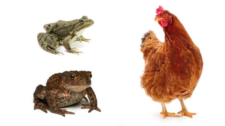Can Chickens Eat Frogs and Toads?