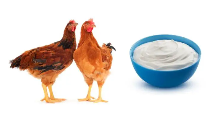 Can Chickens Eat Greek Yogurt?