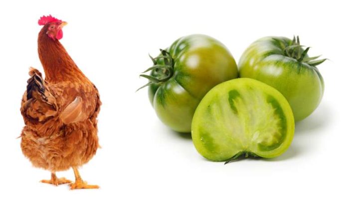 Can Chickens Eat Green Tomatoes?