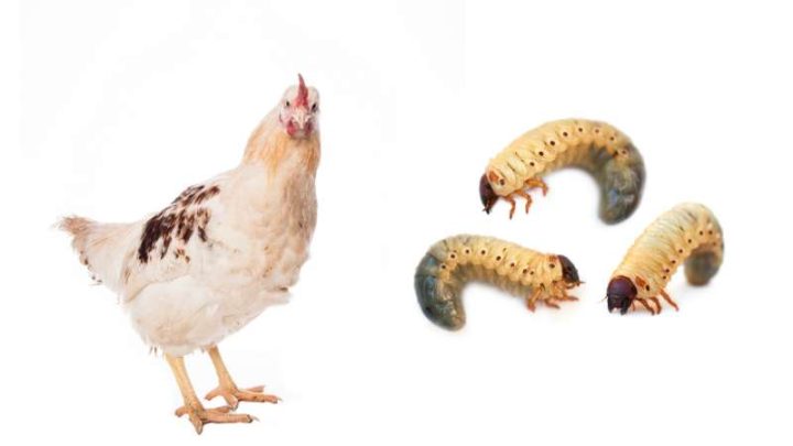 Can Chickens Eat Grubs?