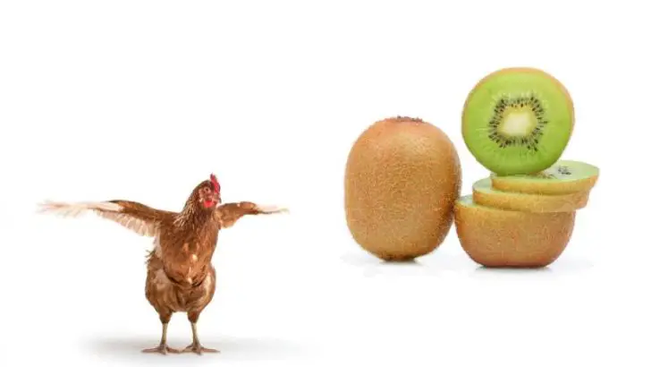 Can Chickens Eat Kiwi?