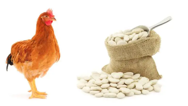 Can Chickens Eat Lima Beans?