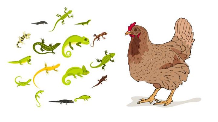 Can Chickens Eat Lizards?