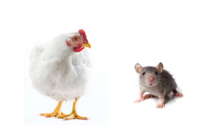 Can Chickens Eat Mice?