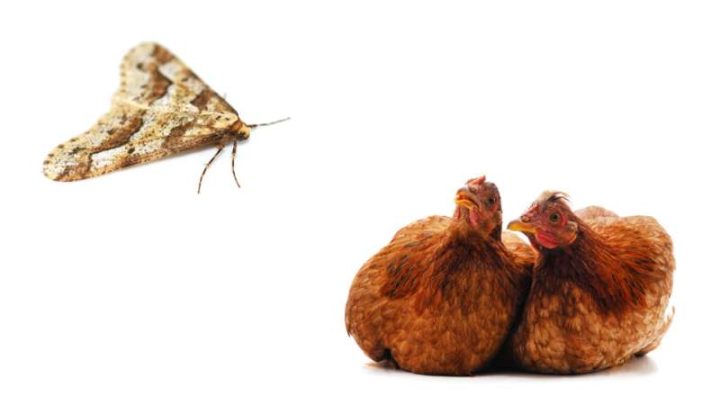 Can Chickens Eat Moths?
