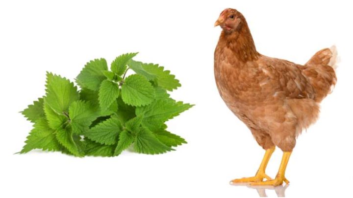 Can Chickens Eat Nettles?