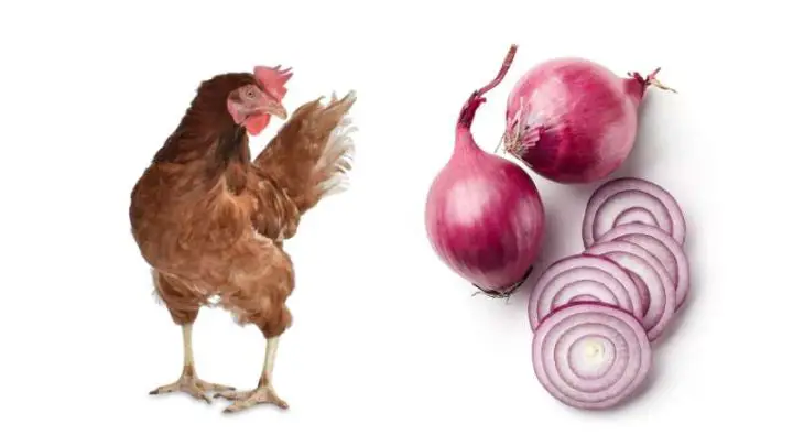 Can Chickens Eat Onions?