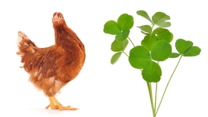 Can Chickens Eat Oxalis?