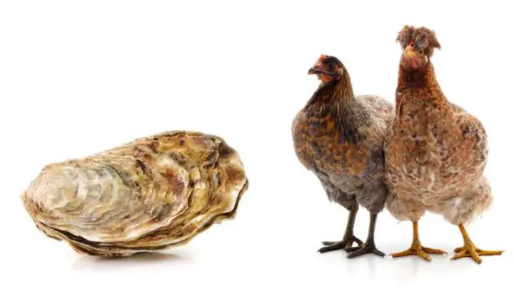 Can Chickens Eat Oyster Shells?