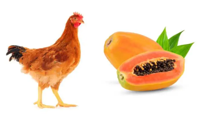 Can Chickens Eat Papaya?