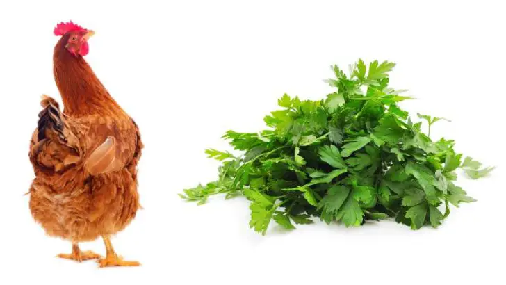 Can Chickens Eat Parsley?