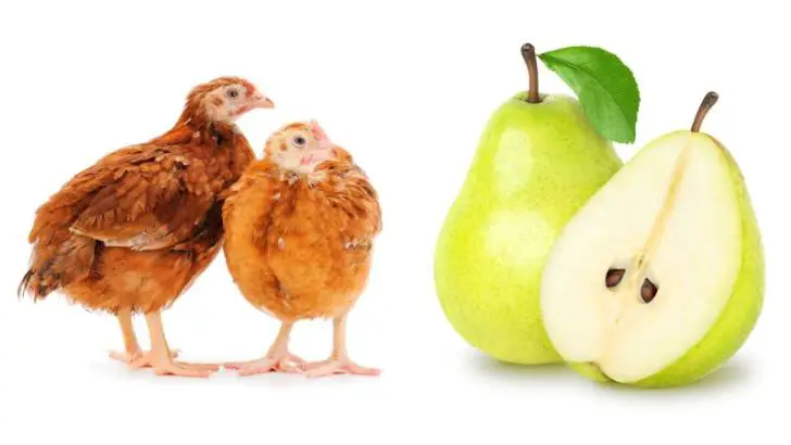 Can Chickens Eat Pears?