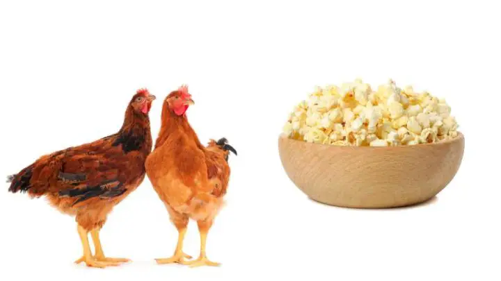 Can Chickens Eat Popcorn?