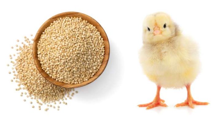 Can Chickens Eat Quinoa?