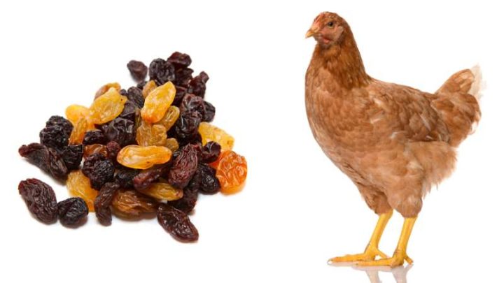 Can Chickens Eat Raisins?