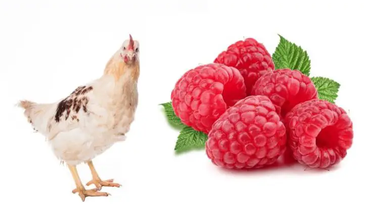 Can Chickens Eat Raspberries?