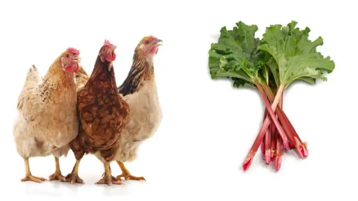 Can Chickens Eat Rhubarb?