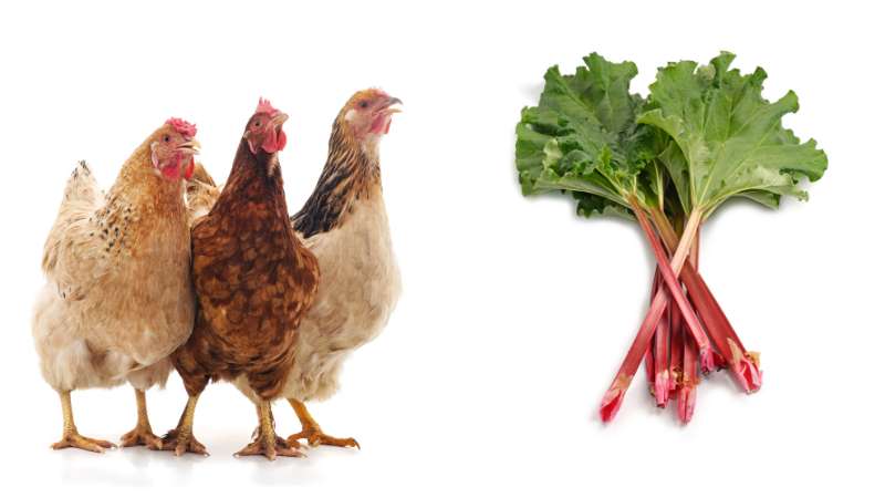 Captivating Can Chickens Eat Rhubarb Leaves Landscape Art Captivating Can Chickens Eat Rhubarb Leaves Landscape Art