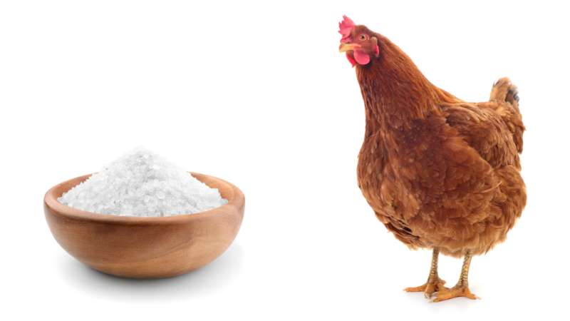 Can Chickens Have Salt