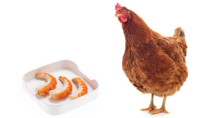 Can Chickens Eat Shrimp? Shrimp Shells? Shrimp Tails?