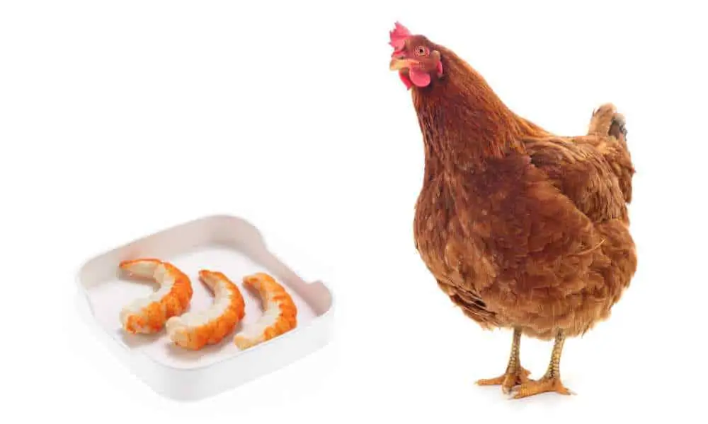 Can Chickens Eat Shrimp? Shrimp Shells? Shrimp Tails?