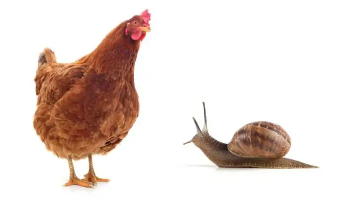 Can Chickens Eat Slugs?