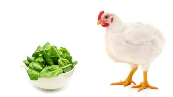 Can Chickens Eat Spinach?