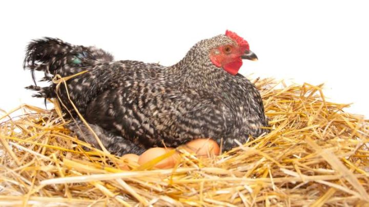 Can Chickens Eat Straw?