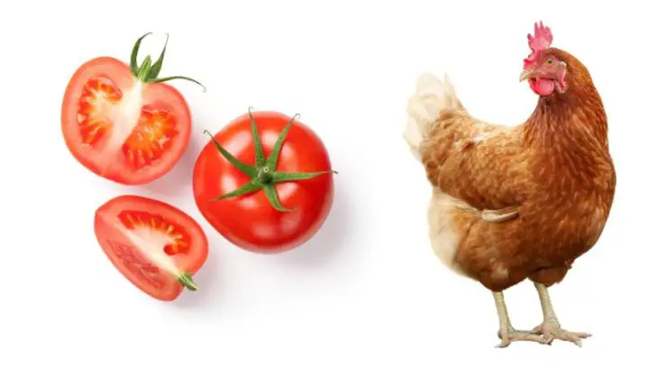 Can Chickens Eat Tomatoes?