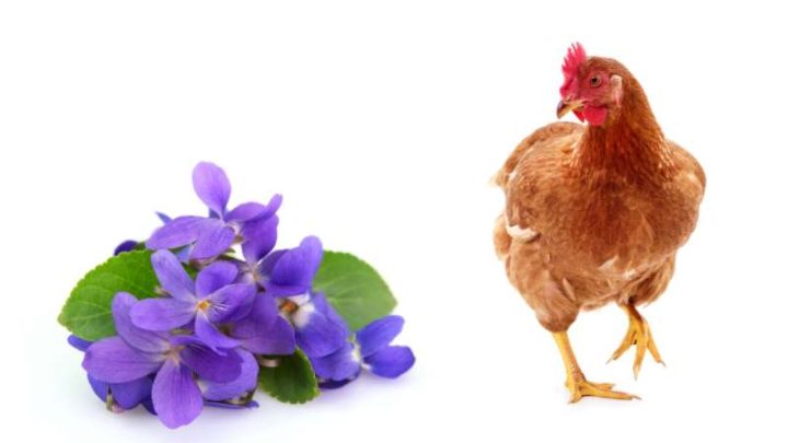 Can Chickens Eat Wild Violets?