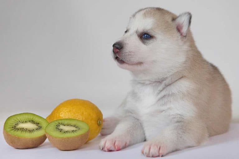 Can Dogs Eat Kiwi? Is Kiwi Bad For Dogs? Pet Diet Guide