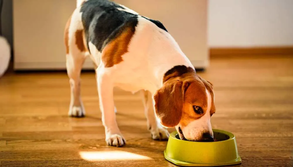 Can Dog Eats Quinoa